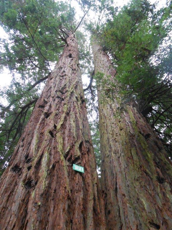 Sequoie gemelle a Reggello