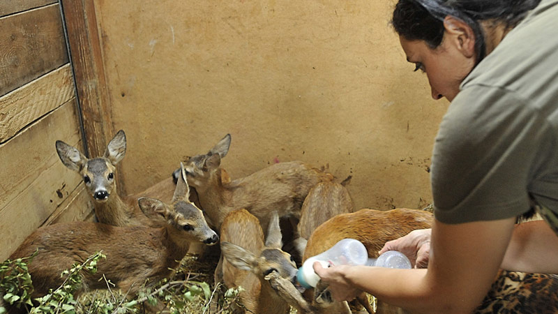 SOS animali selvatici feriti o in difficoltà