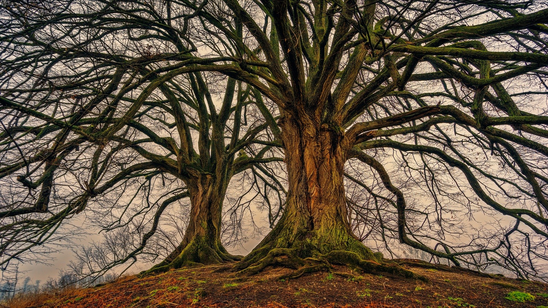 Alberi monumentali