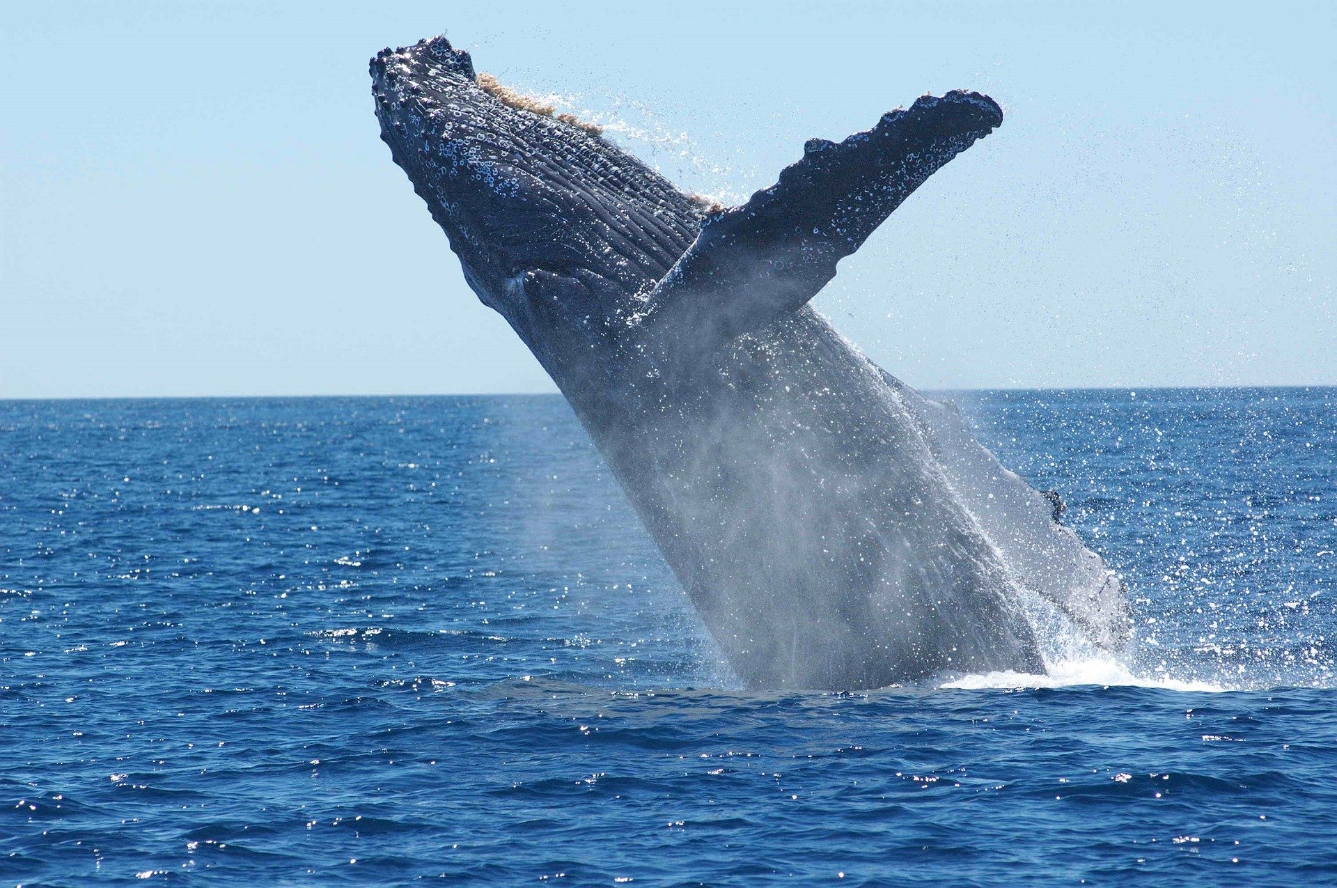 Rilevamento di cetacei, tartarughe, grandi pesci cartilaginei