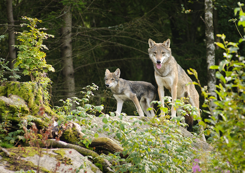 Numero specie animali e vegetali terrestri minacciate inserite in liste di attenzione – Specie e habitat protetti
