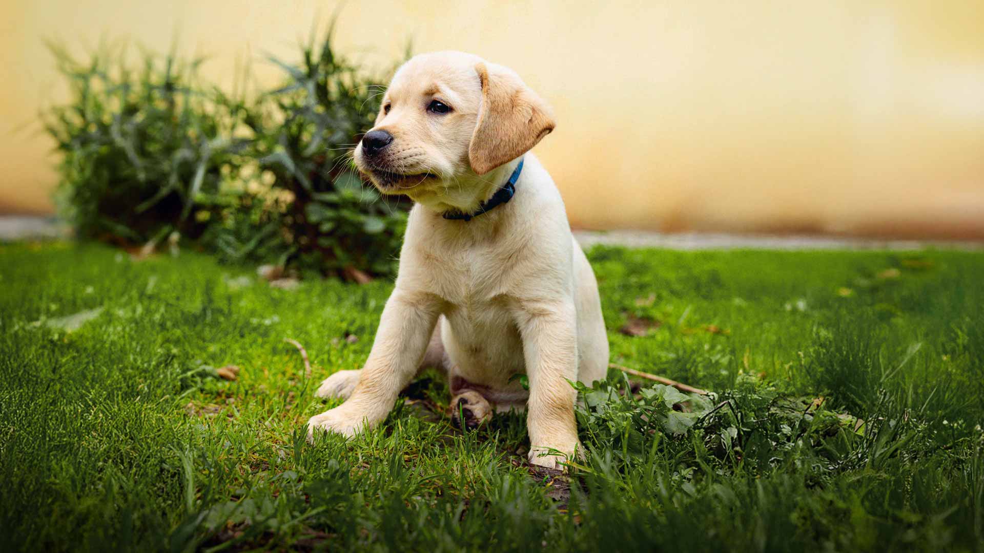 Cresci un cucciolo, preparalo a cambiare una vita