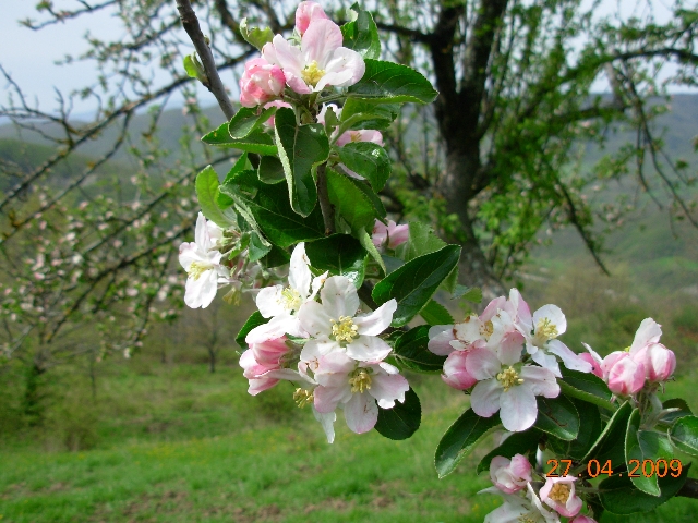La Giornata nazionale della biodiversità di interesse agricolo e ...