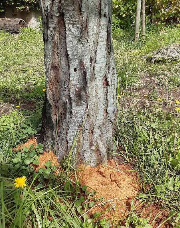 Albicocco infestato da A.bungii