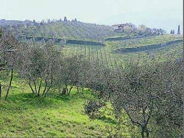 Come potenziare l'Export dell'olio EVO toscano. Ciclo di 3 ...