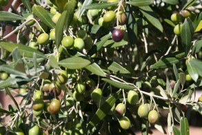 Selezione degli oli extravergine di oliva DOP e IGP