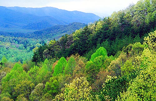 I volti del bosco
