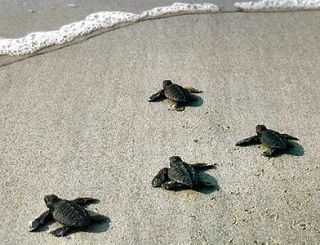 Nidi di tartarughe, al via il ‘monitoraggio collettivo’ per individuarli