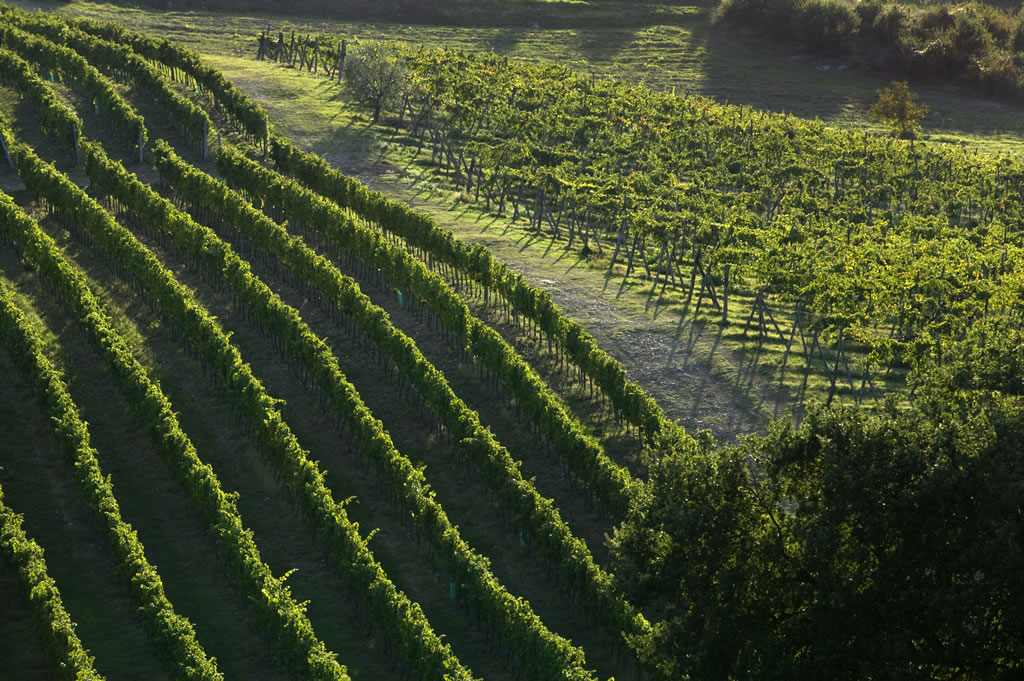 Vino, dal 15 febbraio si può richiedere l’autorizzazione per impiantare nuovi vigneti