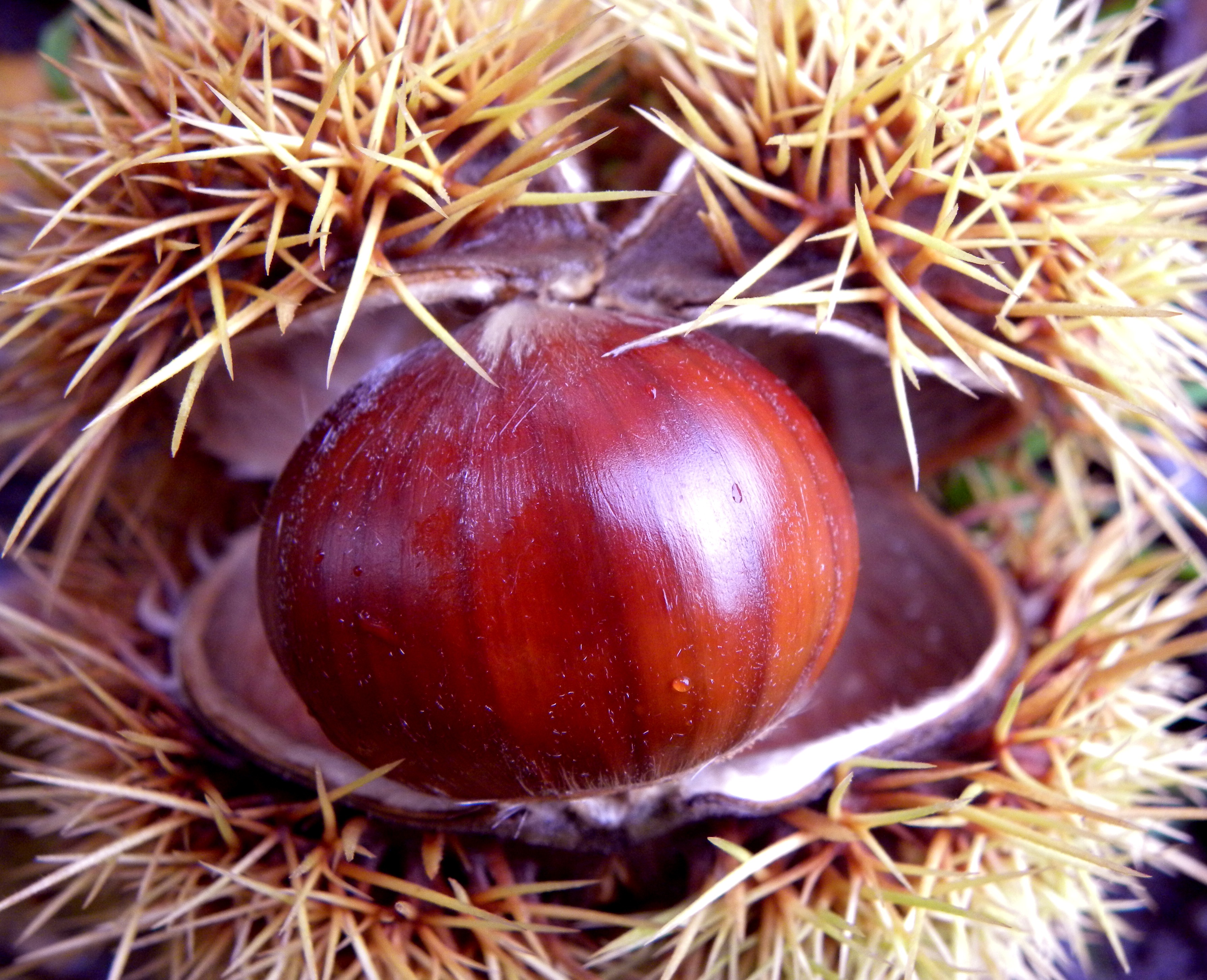Castagna, eccellenza toscana: protocollo Regione-Anci per valorizzare settore