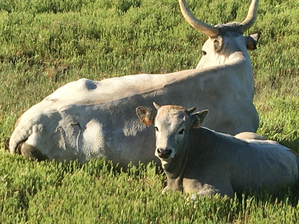 Allevamento, uscito il bando per l’acquisto di animali riproduttori