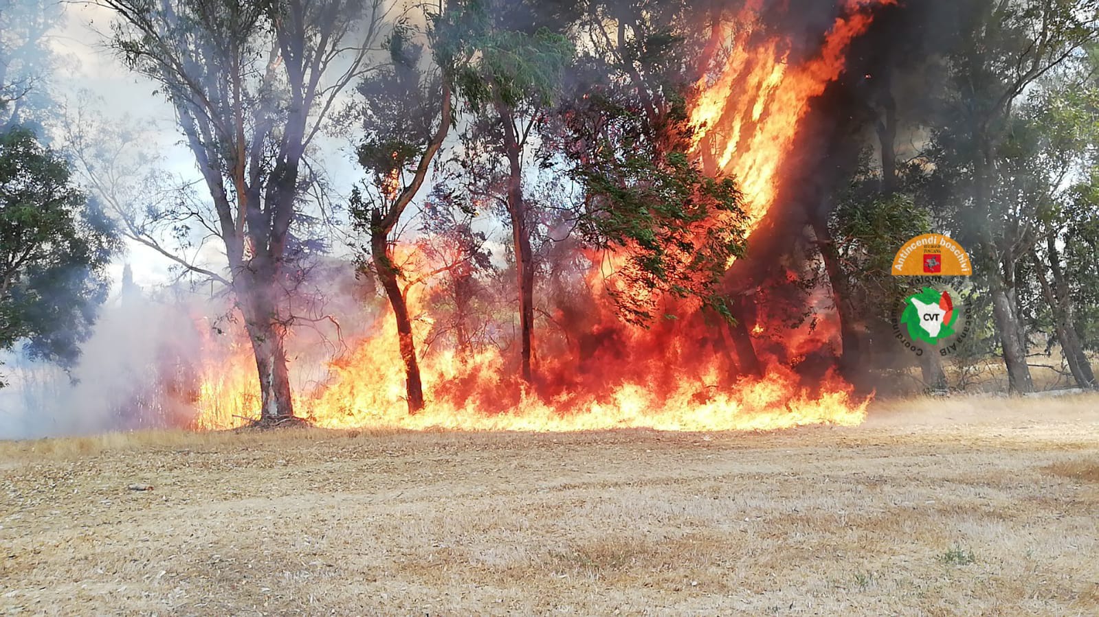 Cecina, in fiamme oliveti, boschi e terreni incolti a Colle Mezzano
