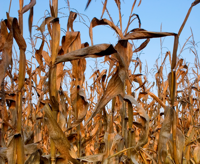 Agricoltura, sul sito di Artea il modulo per segnalare i danni da siccità