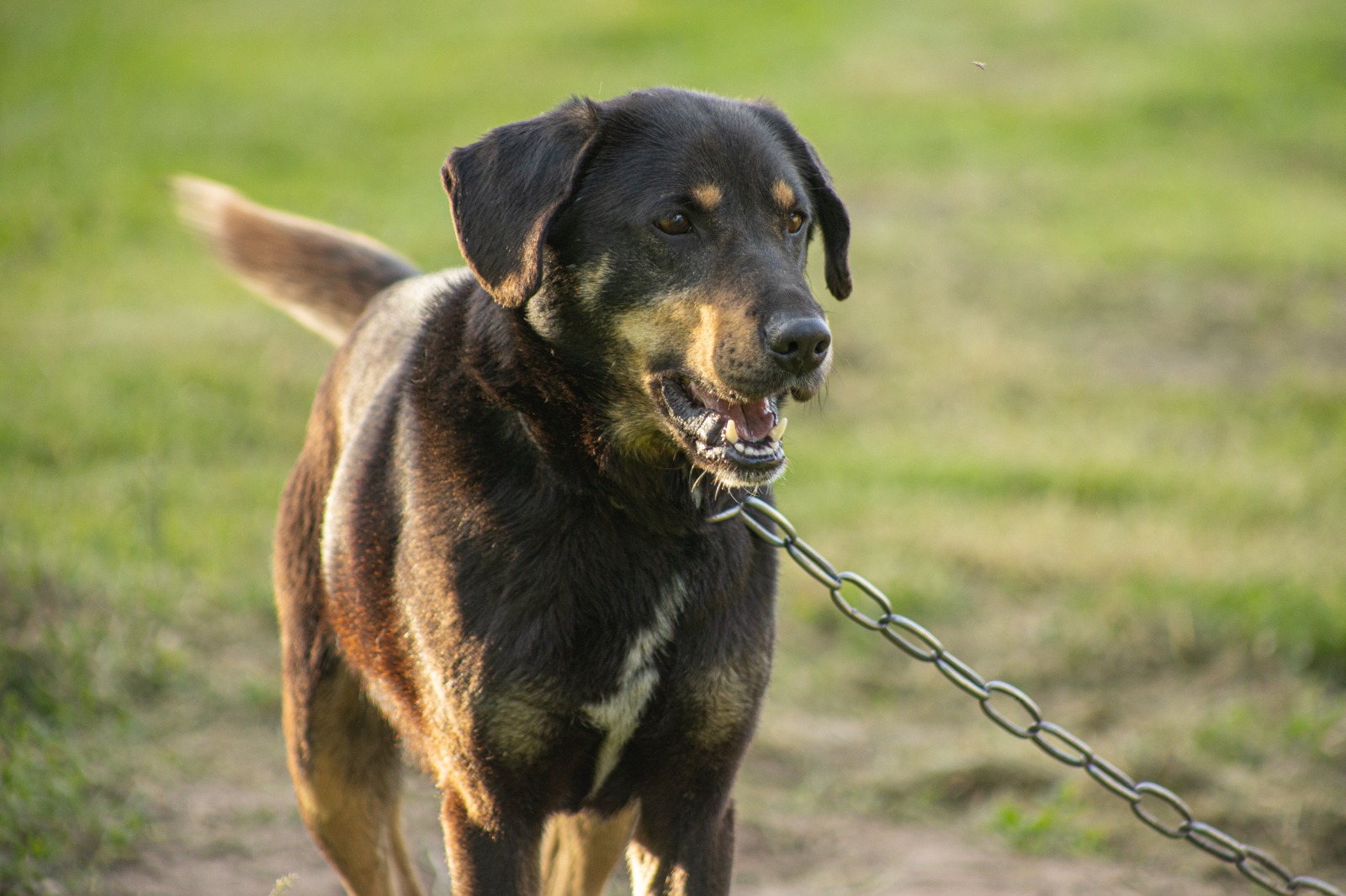 Rischio incendi, vietato tenere cani alla catena: ordinanza del presidente della Toscana