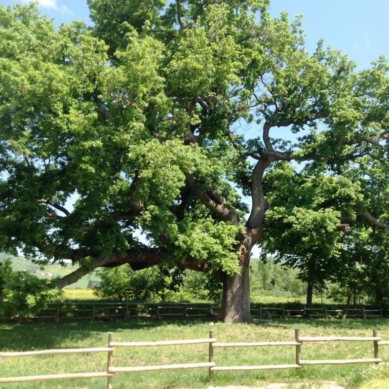 Alberi monumentali, la Quercia delle Checche candidata a 
