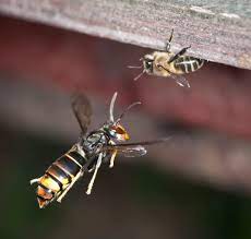 Saccardi: “Siamo a fianco degli apicoltori nella lotta alla Vespa velutina