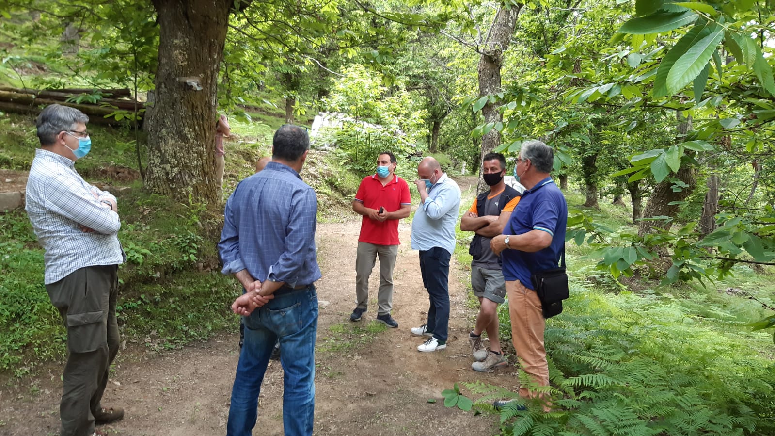 Cinipide del castagno, sopralluogo nei boschi di Bagni di Lucca