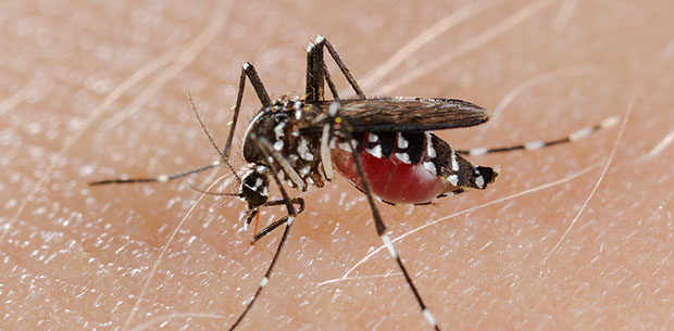 Malattie virali trasmesse da zanzare e zecche: il piano di prevenzione