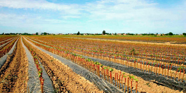 Agrobiodiversità: 790mila euro nel 2020 per il sistema a difesa di razze e varietà a rischio