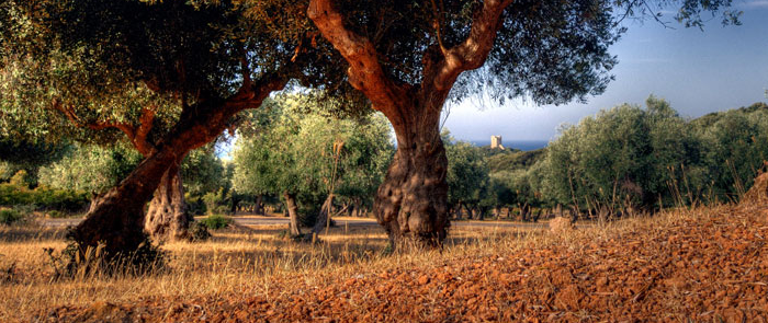 Agricoltura e “Green New deal” della Ue, in un atto gli impegni della giunta