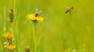 Api, il 20 maggio Monni a Signa presenta progetto per tutela biodiversità
