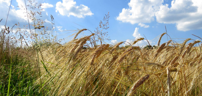 Agricoltura, riconosciuto il Distretto biologico della Maremma