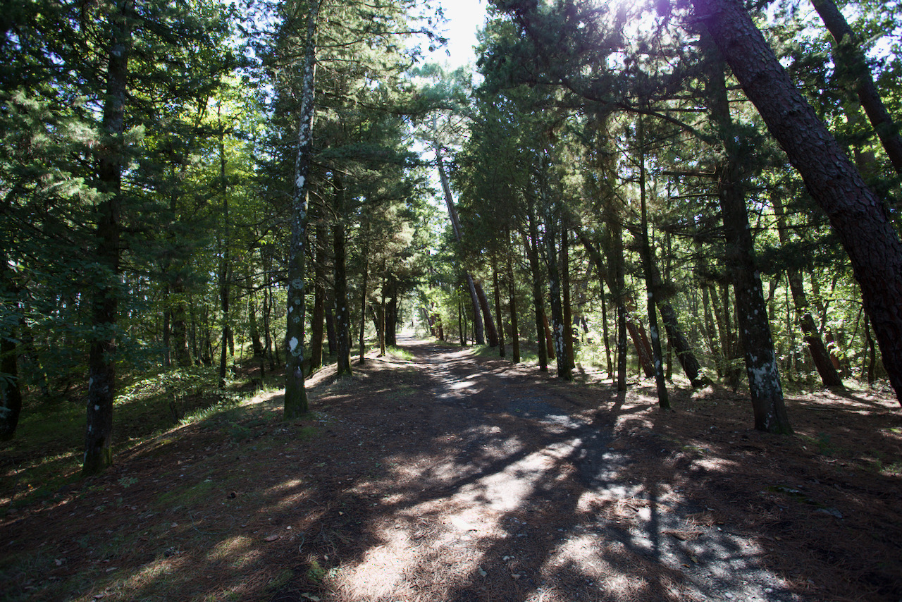 Bosco, uscito il bando che promuove forme associative tra proprietari forestali