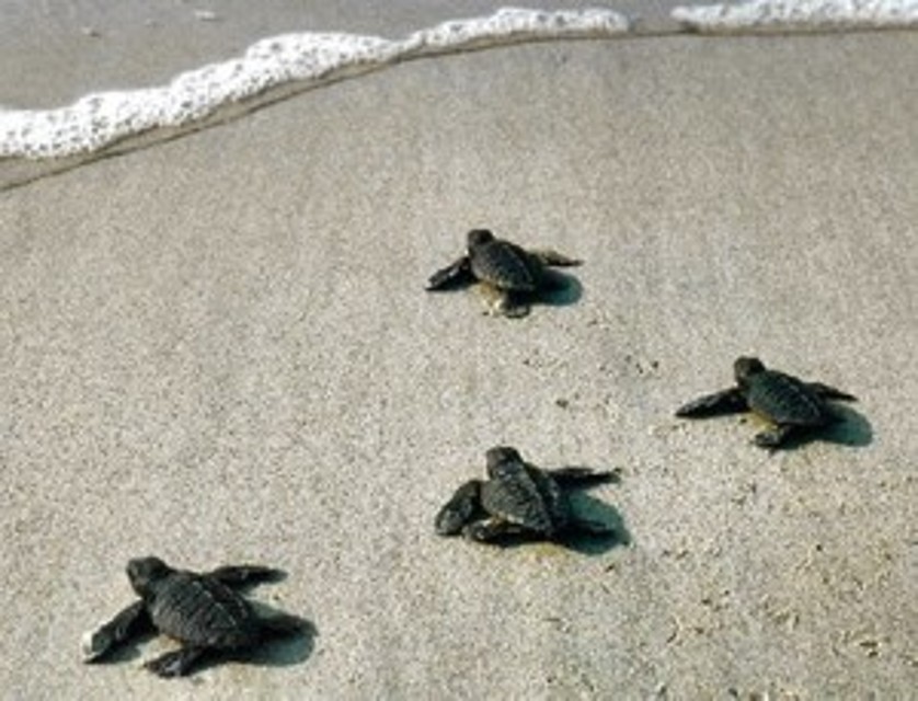 Biodiversità, presentata la campagna di comunicazione a tutela delle tartarughe marine