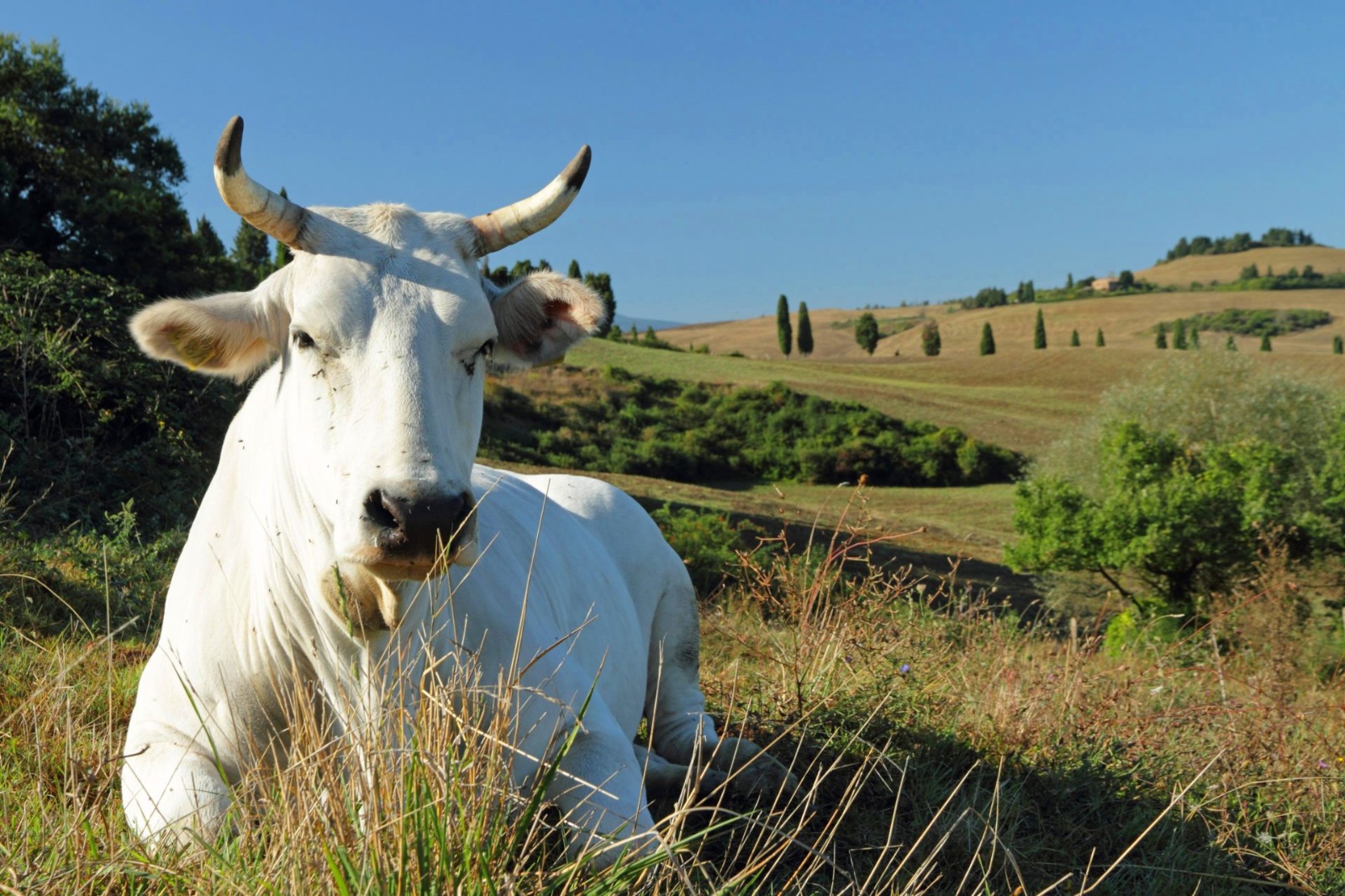 Zootecnia, sostegno agli allevatori per acquisto animali riproduttori