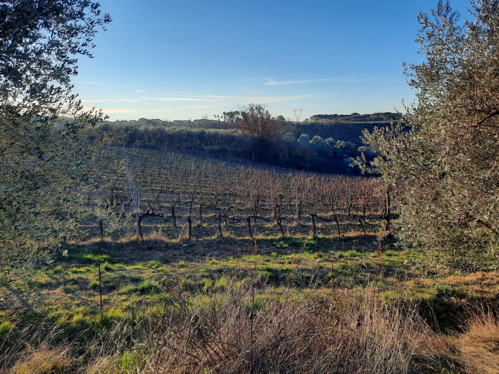 Chianti Colli Fiorentini al Vinitaly, prima tappa dopo l'intesa per la promozione