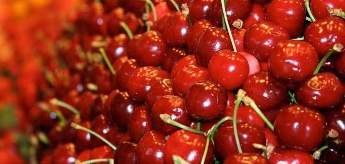 Danni alla coltivazione delle ciliegie, la Regione a sostegno delle imprese colpite