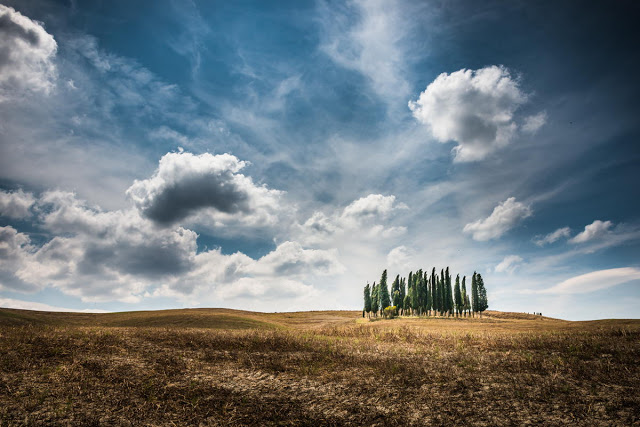 Censimento degli alberi monumentali, i Comuni non saranno soli