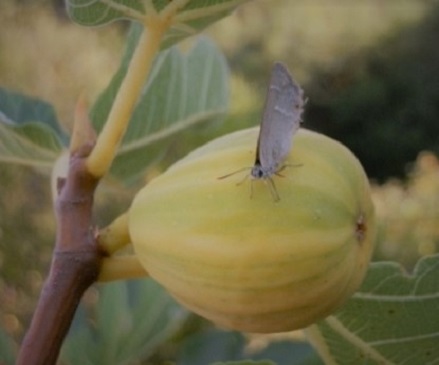 Agrobiodiversità, altri sei frutti antichi nel repertorio delle specie da tutelare