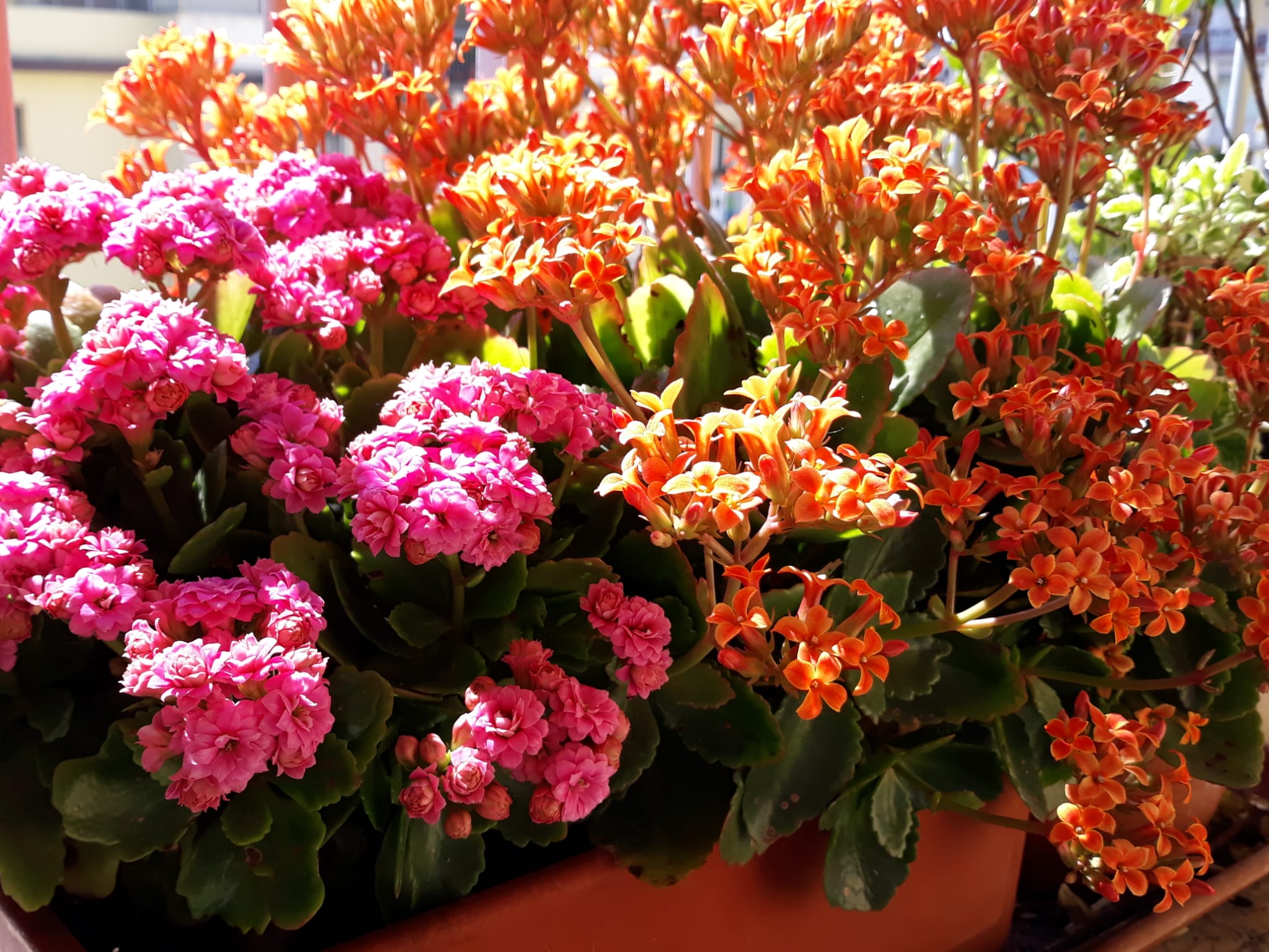 Floricoltura, aperto il bando per sovvenzioni dirette post emergenza Covid