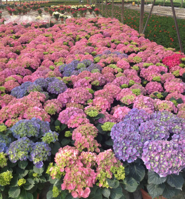 Per San Valentino debutta il marchio “Fiori italiani”. Conferenza st...