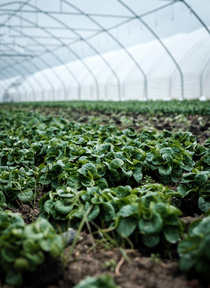 Agricoltura, in uscita bando per investimenti gestione della risorsa idrica a scopi irrigui
