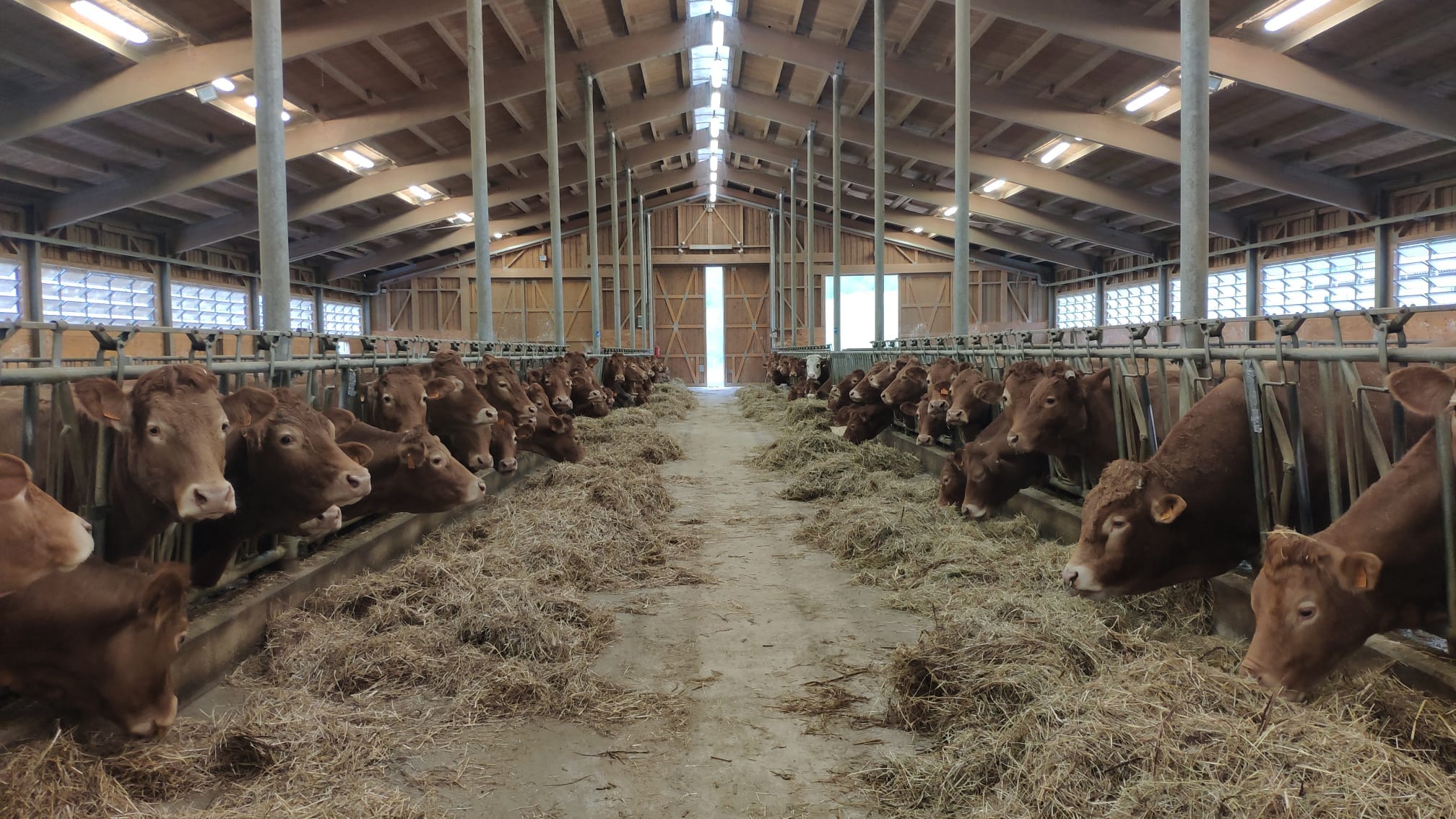 Investimenti per il benessere animale, esce il 10 luglio il nuovo bando da 3 milioni