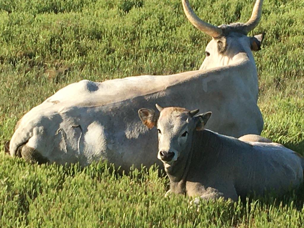 Zootecnia, 243mila euro per l’acquisto di animali riproduttori