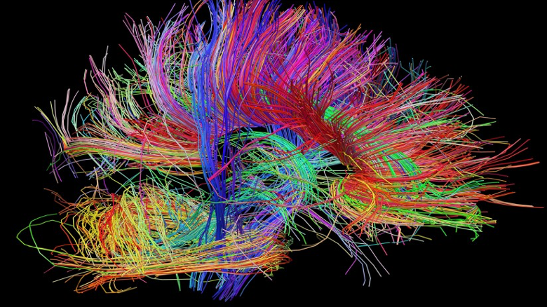 Festival delle neuroscienze a Poppi, presentazione il 14 maggio alle 12.30