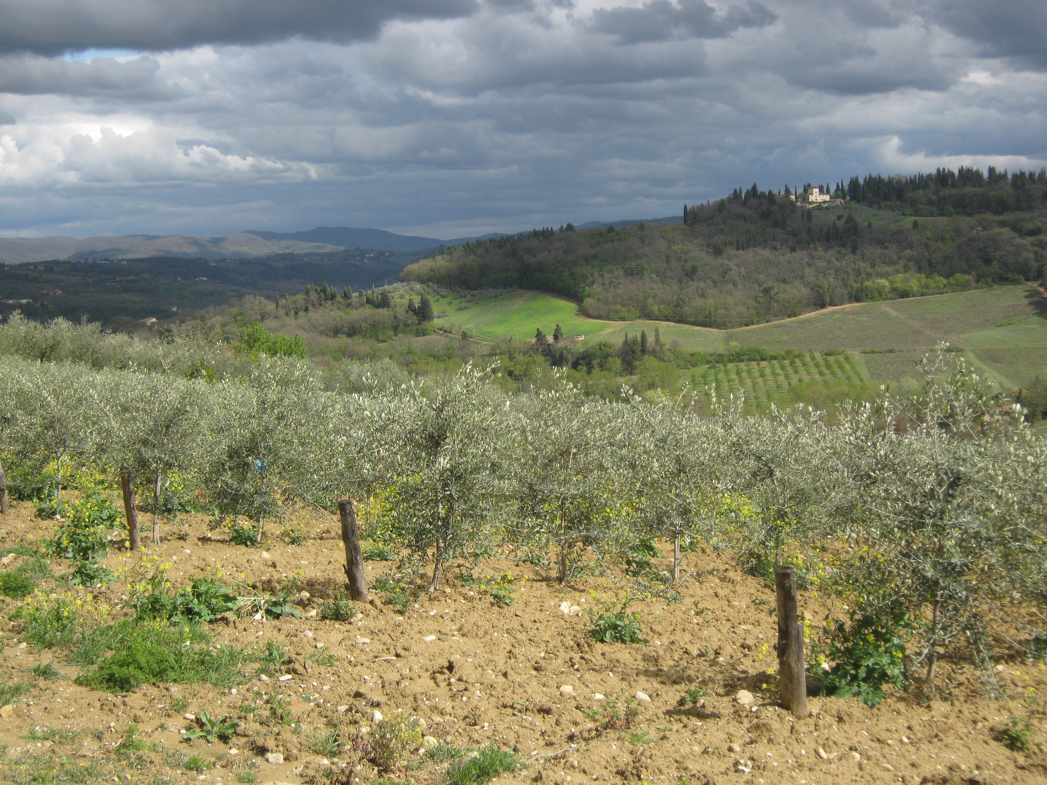 Olio, Remaschi: