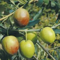 Olio, Remaschi a Grosseto: