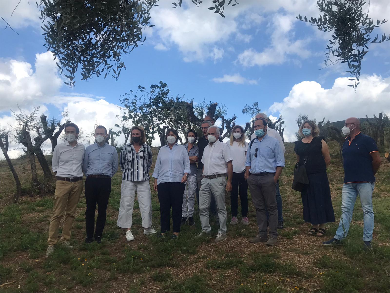 Come rivivono gli oliveti abbandonati: Saccardi alla cooperativa Mon...