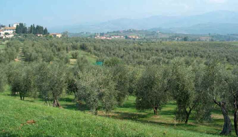 Nasce il distretto biologico di Fiesole, mercoledì 27 conferenza stampa