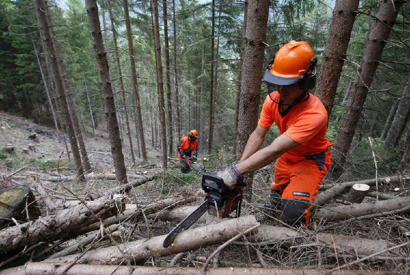Forestali, la Toscana sede e capofila nazionale del progetto di formazione