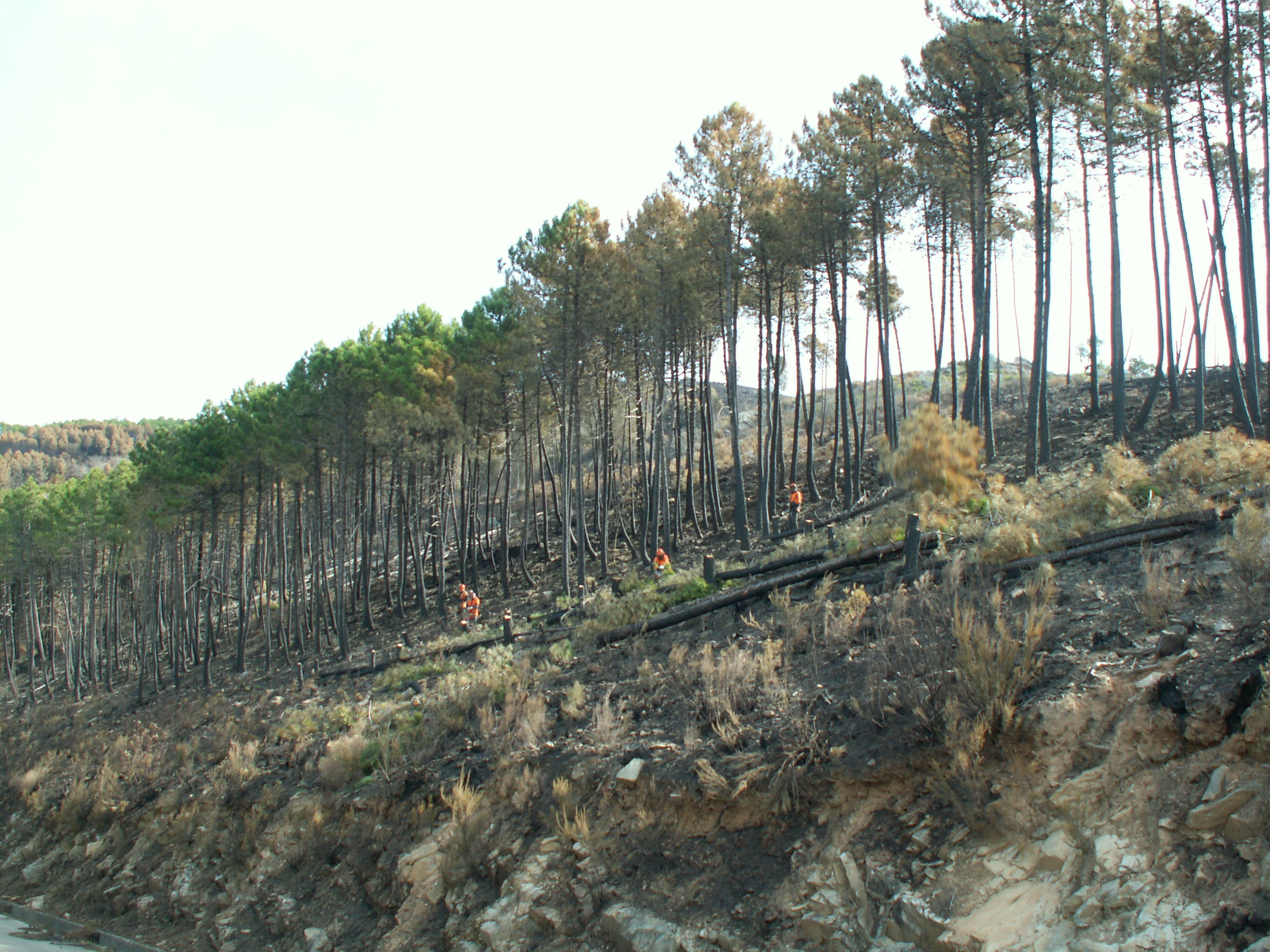 Venerdì 3 inaugurazione della Comunità antincendi boschivi (Firewise) di Vicopisano