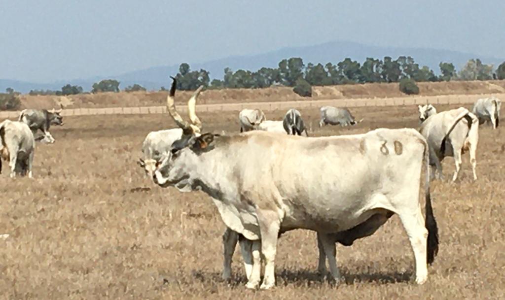 Regione Toscana sostiene gli allevatori  per l’acquisto di animali riproduttori 