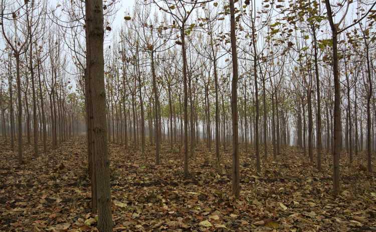 Selvicoltura, 1 milione e 650 mila euro a manutenzione boschi per prevenire incendi
