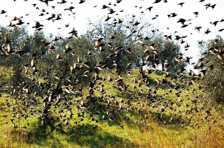 Agricoltura, autorizzato