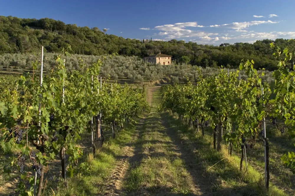 Strade del vino, dell'olio e dei sapori: finanziata la promozione per il 2022