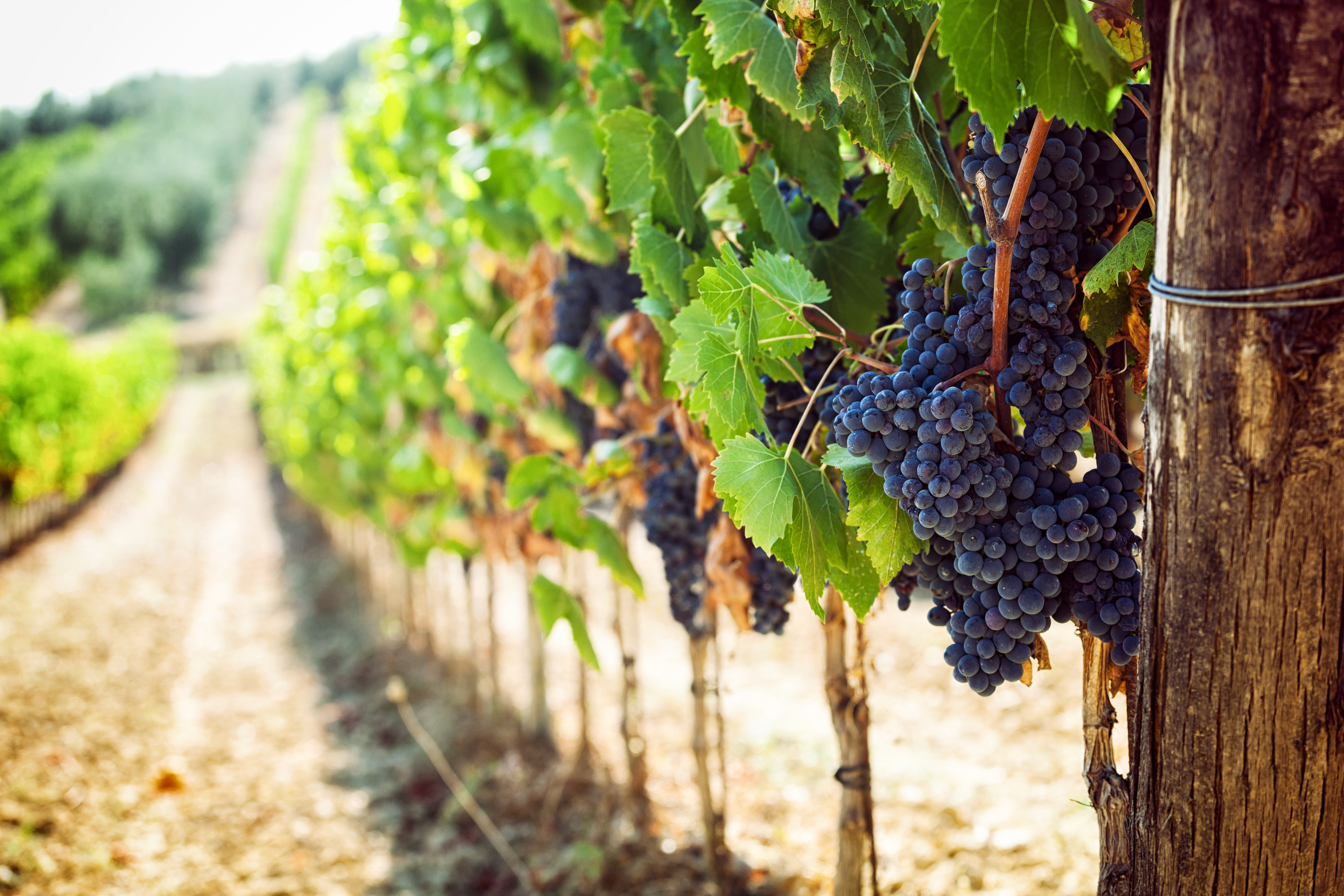 Vino, oltre 20 milioni ai viticoltori toscani per investimenti e promozione